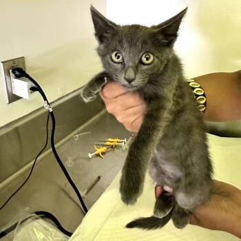 Johnny -  Domestic Short Hair Cat for Adoption in Redwood City, California - Johnny | PetCurious