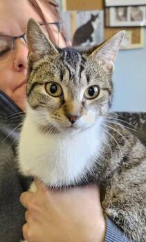 American Shorthair Cats Available for Adoption - Penny | PetCurious