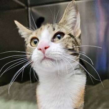 Buttercup -  Domestic Short Hair Cat for Adoption in Oakland, California - Buttercup | PetCurious
