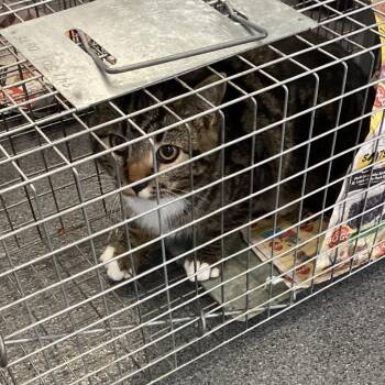 Domestic Short Hair Cats Available for Adoption - Montgomery Kitty 96 | PetCurious