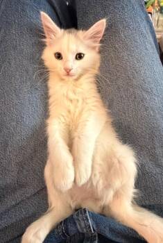 Marble -  Domestic Short Hair Cat for Adoption in Logan, Utah - Marble | PetCurious