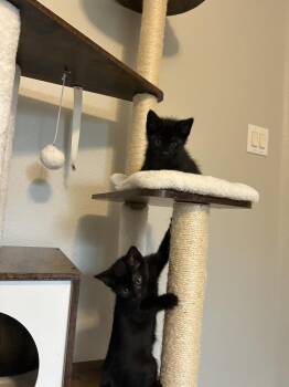 Nighthawk -  Domestic Short Hair Cat for Adoption in Austin, Texas - Nighthawk | PetCurious