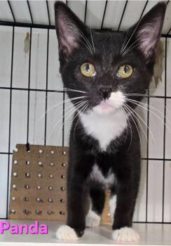Rescue Domestic Short Hair Cats for Adoption in Buena Vista, Virginia - Panda | PetCurious