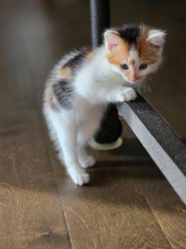 Calico Cats Available for Adoption in Buford, Georgia - Triana | PetCurious