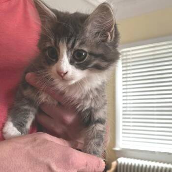 Vespasian -  Domestic Long Hair Cat for Adoption in Winchester, Virginia - Vespasian | PetCurious