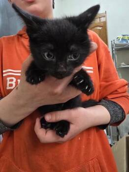 Domestic Medium Hair and Domestic Short Hair Cats Available for Adoption in Klamath Falls, Oregon - Allie | PetCurious