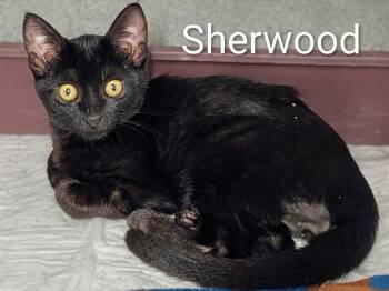Sherwood -  Domestic Short Hair Cat for Adoption in Mears, Michigan - Sherwood | PetCurious