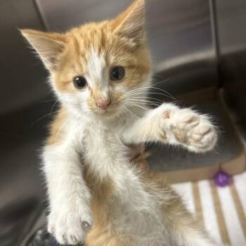 Biff -  Domestic Medium Hair Cat for Adoption in Lewisburg, West Virginia - Biff | PetCurious
