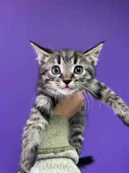 Rescue Domestic Medium Hair Cats for Adoption in Valley Park, Oklahoma - Maryann | PetCurious