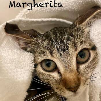 Margherita A26-139 -  Domestic Short Hair Cat for Adoption in Santa Rosa Beach, Florida - Margherita A26-139 | PetCurious
