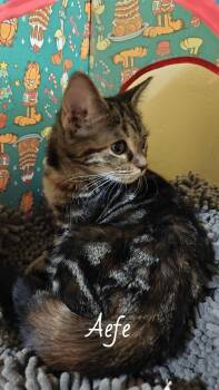 Domestic Short Hair Cats Available for Adoption in Phoenix, Arizona - Aefe | PetCurious