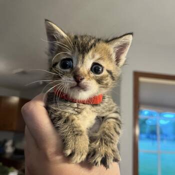 Zoe -  Domestic Short Hair Cat for Adoption in Sioux Falls, South Dakota - Zoe | PetCurious