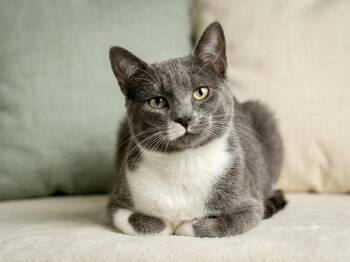 Sturgeon -  Domestic Short Hair Cat for Adoption in Newtown Square, Pennsylvania - Sturgeon | PetCurious