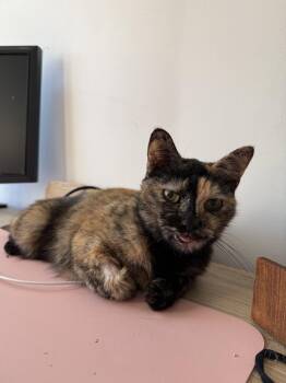 Chai -  Domestic Short Hair Cat for Adoption in Philadelphia, Pennsylvania - Chai | PetCurious