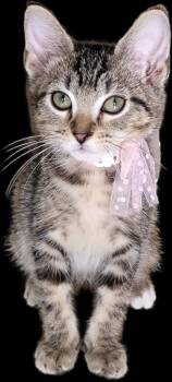 Galleria -  Domestic Short Hair Cat for Adoption in Mountain Home, Arkansas - Galleria | PetCurious