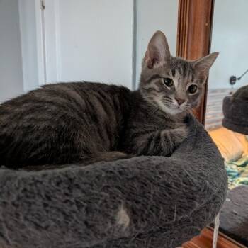 Garlic -  Domestic Short Hair Cat for Adoption in Evanston, Illinois - Garlic | PetCurious