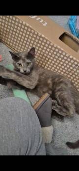 Peanut Brittle -  Dilute Tortoiseshell Cat for Adoption in Las Vegas, Nevada - Peanut Brittle | PetCurious