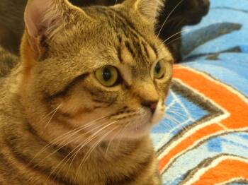 Mister -  Domestic Short Hair Cat for Adoption in Ogdensburg, New York - Mister | PetCurious