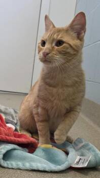 Rescue Domestic Short Hair Cats for Adoption in Smithtown, New York - Bear & Scooby | PetCurious