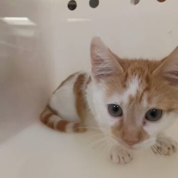 06/22/2026-Stray-GentianBlvd/Village -  Domestic Short Hair Cat for Adoption in Columbus, Georgia - 06/22/2026-Stray-GentianBlvd/Village | PetCurious