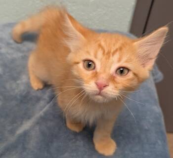 Nugget -  Domestic Short Hair Cat for Adoption in Cape Coral, Florida - Nugget | PetCurious