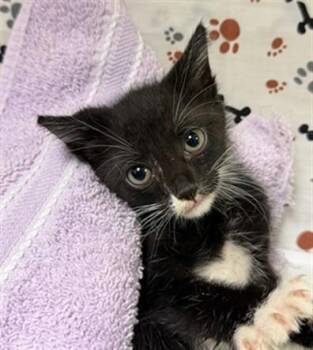 LEAH -  Domestic Short Hair Cat for Adoption in Riverside, California - LEAH | PetCurious