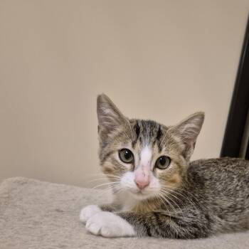 Kip -  Domestic Short Hair Cat for Adoption in Schertz, Texas - Kip | PetCurious