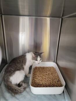 Domestic Short Hair Cats Available for Adoption - STARY | PetCurious