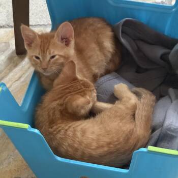 Inferno -  Domestic Short Hair Cat for Adoption in Brea, California - Inferno | PetCurious
