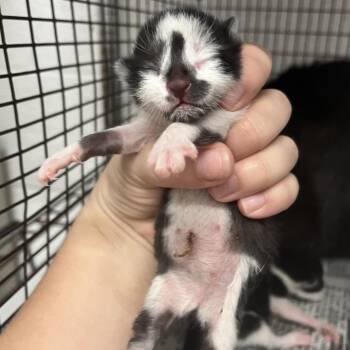 Domestic Short Hair Cats Available for Adoption in Edinburg, Texas - Jairo | PetCurious