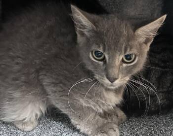 Opportunity -  Domestic Short Hair Cat for Adoption in New York, New York - Opportunity | PetCurious
