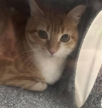 GOTA -  Domestic Short Hair Cat for Adoption in Dallas, Texas - GOTA | PetCurious