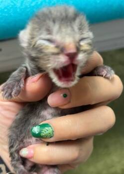 Domestic Short Hair Cats Available for Adoption in Riverside, California - FISH | PetCurious