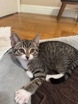 Waffles -  Domestic Short Hair Cat for Adoption in Diamond Springs, California - Waffles | PetCurious