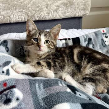 Tabby Cats Available for Adoption in Washington Township, New Jersey - Rhianna | PetCurious