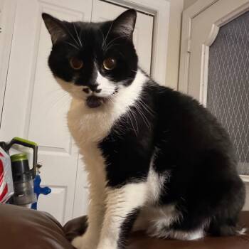 Talullah -  Domestic Short Hair Cat Available for Adoption in Rochester, Minnesota - Talullah | PetCurious