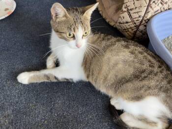 Queenie -  Domestic Short Hair Cat Available for Adoption - Queenie | PetCurious