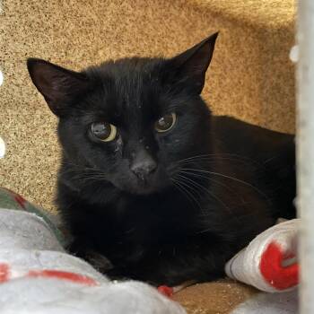 Solange -  Domestic Short Hair Cat for Adoption in Swanzey, New Hampshire - Solange | PetCurious