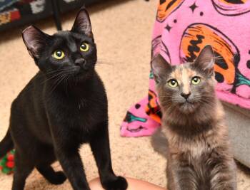 Maple and Raisin -  Domestic Long Hair Cat for Adoption in Seattle, Washington - Maple And Raisin | PetCurious