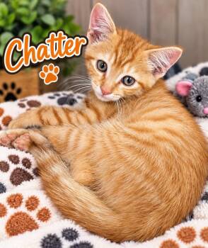 Chatter -  Domestic Short Hair Cat for Adoption in Dalton, Georgia - Chatter | PetCurious