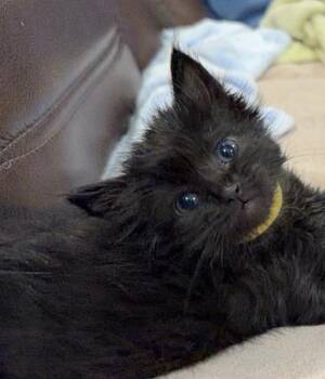 Kekoa -  Domestic Short Hair Cat for Adoption in Lincoln, California - Kekoa | PetCurious