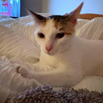 Domestic Short Hair Cats Available for Adoption in Austin, Texas - Pixie | PetCurious