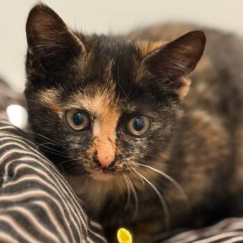 Rescue Domestic Short Hair Cats for Adoption - Monstera | PetCurious