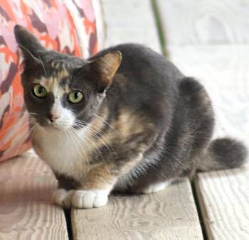 Rescue Domestic Short Hair Cats for Adoption in North Fort Myers, Florida - Marmalade | PetCurious