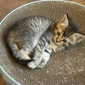 Azalea -  Domestic Short Hair Cat for Adoption in Chattanooga, Tennessee - Azalea | PetCurious