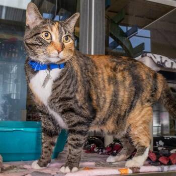 Domestic Short Hair Cats Available for Adoption - PEACHES | PetCurious