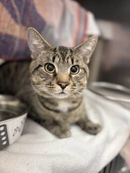 Domestic Short Hair Cats Available for Adoption in Montreal, Quebec - Simplet | PetCurious