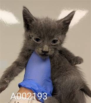 Rescue Domestic Short Hair Cats for Adoption in Ontario, California - CHESHIRE- IN FOSTER | PetCurious