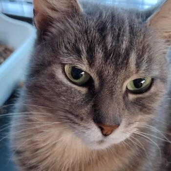 Rescue Domestic Long Hair Cats for Adoption in Syracuse, New York - Josie | PetCurious