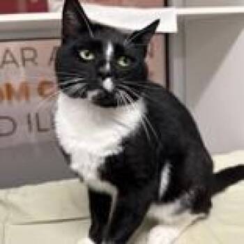 Domestic Short Hair Cats Available for Adoption in Hilliard, Ohio - Oscar | PetCurious